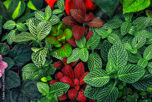 Fittonia foliage tropical pattern, top view. Multicolor variety Fitonia leaves with white veins background