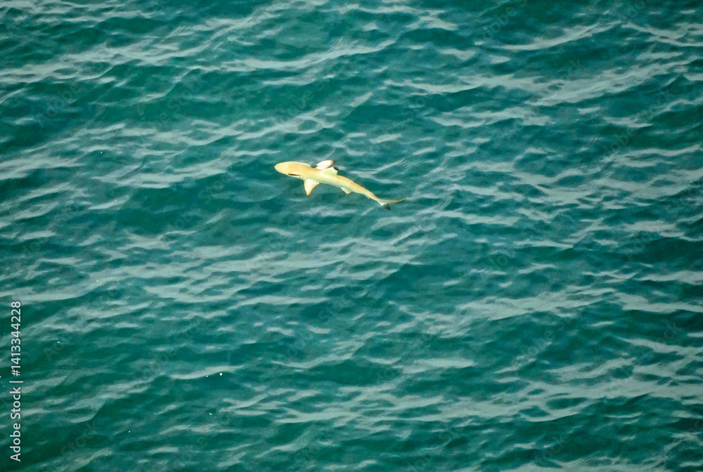 aerial view of a reef shark on the Maledives