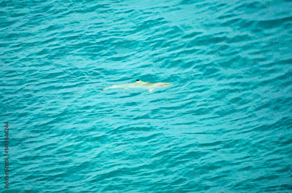 aerial view of a reef shark on the Maledives