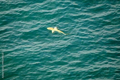 Obraz na płótnie aerial view of a reef shark on the Maledives w salonie
