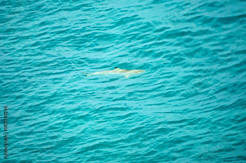 Obraz na płótnie aerial view of a reef shark on the Maledives w salonie