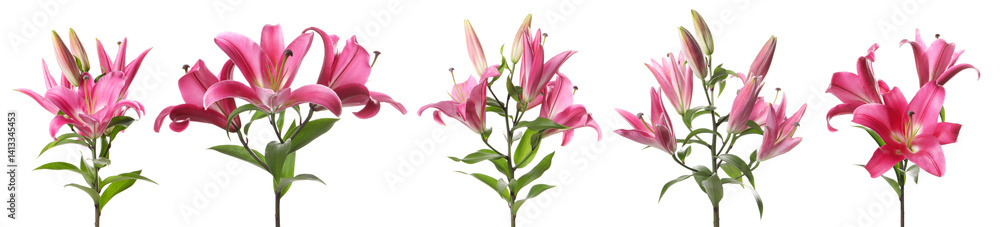 Naklejka premium Beautiful pink lily flowers on white background, set