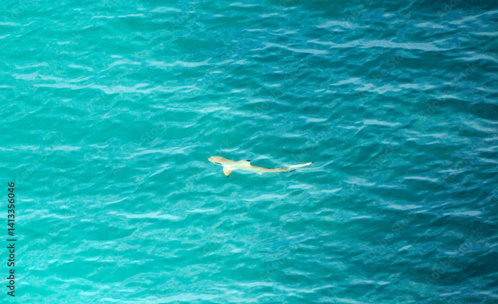 aerial view of a reef shark on the Maledives