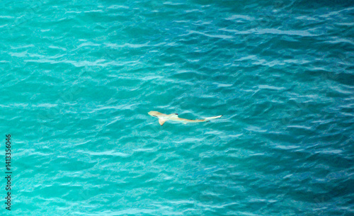 aerial view of  a reef shark on the Maledives