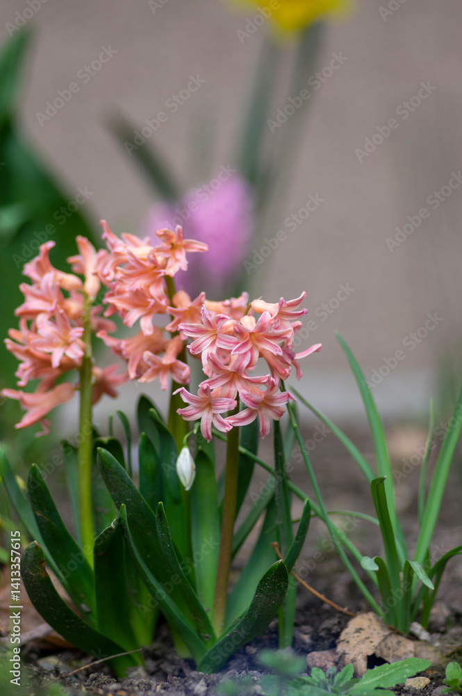 Hyacinthus orientalis ornamental beautiful springtime flowering plant, group of colorful bright flowers in bloom