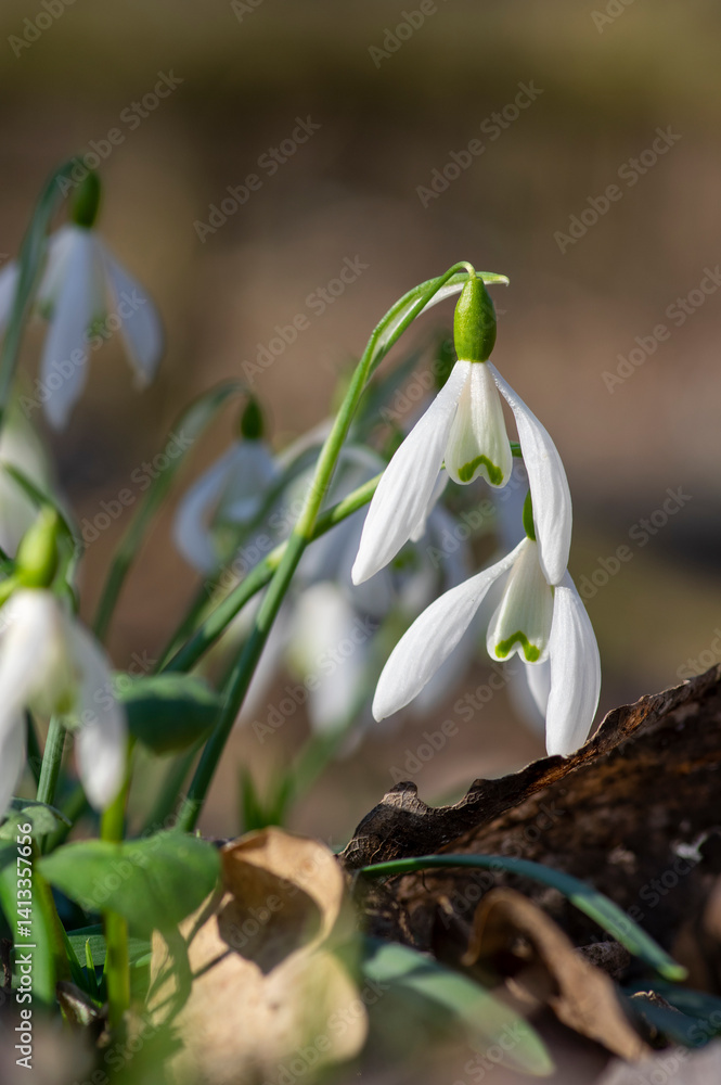 Galanthus nivalis flowering plants, bright white common snowdrop in bloom in sunlight daylight