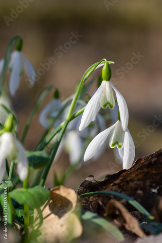 Obraz na płótnie Galanthus nivalis flowering plants, bright white common snowdrop in bloom in sunlight daylight w salonie