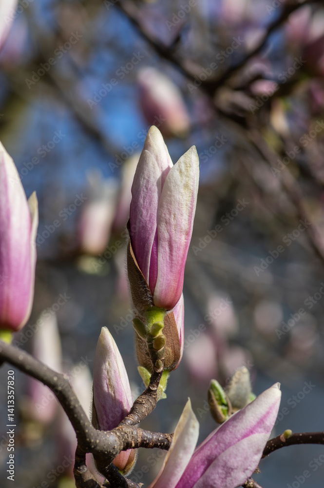 Magnolia soulangeana also called saucer magnolia flowering springtime tree with beautiful pink white flower on branches