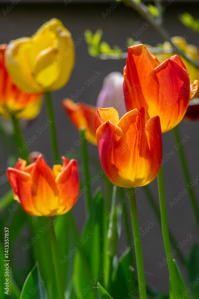 Bright red and yellow color country Darwin tulips in bloom, bouquet of springtime flowering plants in the ornamental garden