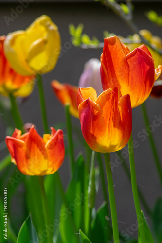 Obraz na płótnie Bright red and yellow color country Darwin tulips in bloom, bouquet of springtime flowering plants in the ornamental garden w salonie