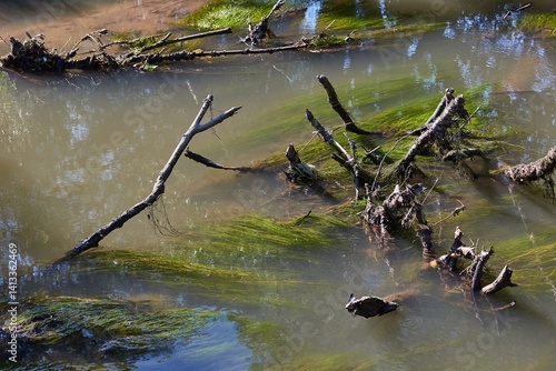 Obraz na płótnie Green pondweed growing in river w salonie