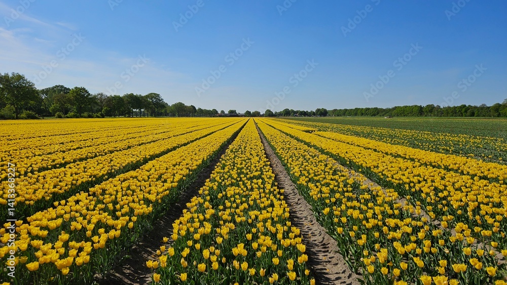 Rows of yellow tulips in a field in the Netherlands on a sunny, blue sky day. Flowers in nature. Rows of yellow tulips in a field in the Netherlands on a sunny, blue sky day. Flowers in nature.