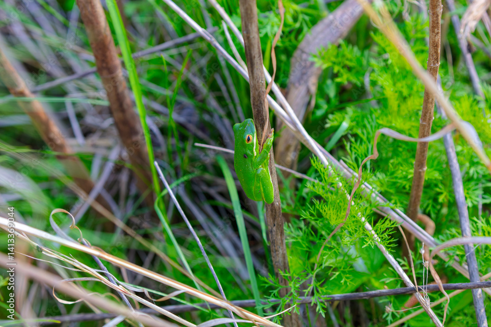 The American green tree frog (Dryophytes cinereus or Hyla cinerea) Commonly found in the central and southeastern United States, the frog lives in open canopy forests with permanent water sources The American green tree frog (Dryophytes cinereus or Hyla cinerea) Commonly found in the central and southeastern United States, the frog lives in open canopy forests with permanent water sources