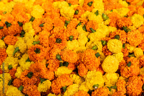 India, West Bengal, Kolkata. Marigolds strung into ropes for necklaces an offerings.