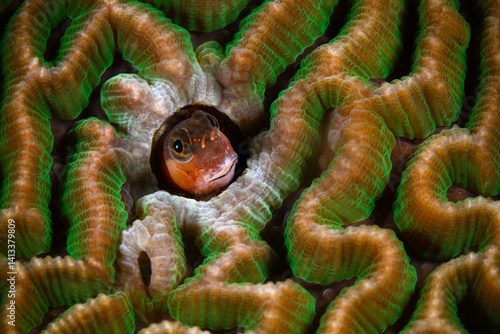 Pictus blenny (Ecsenius pictus). Underwater macro photography from Anilao, Philippines