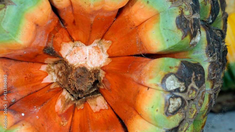 exotic ripe screw pine fruit