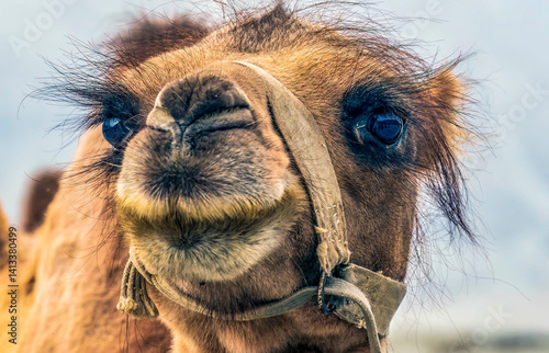 Nubra Valley, Ladakh, India. Close-up Bactrian Camel or two humped camel.