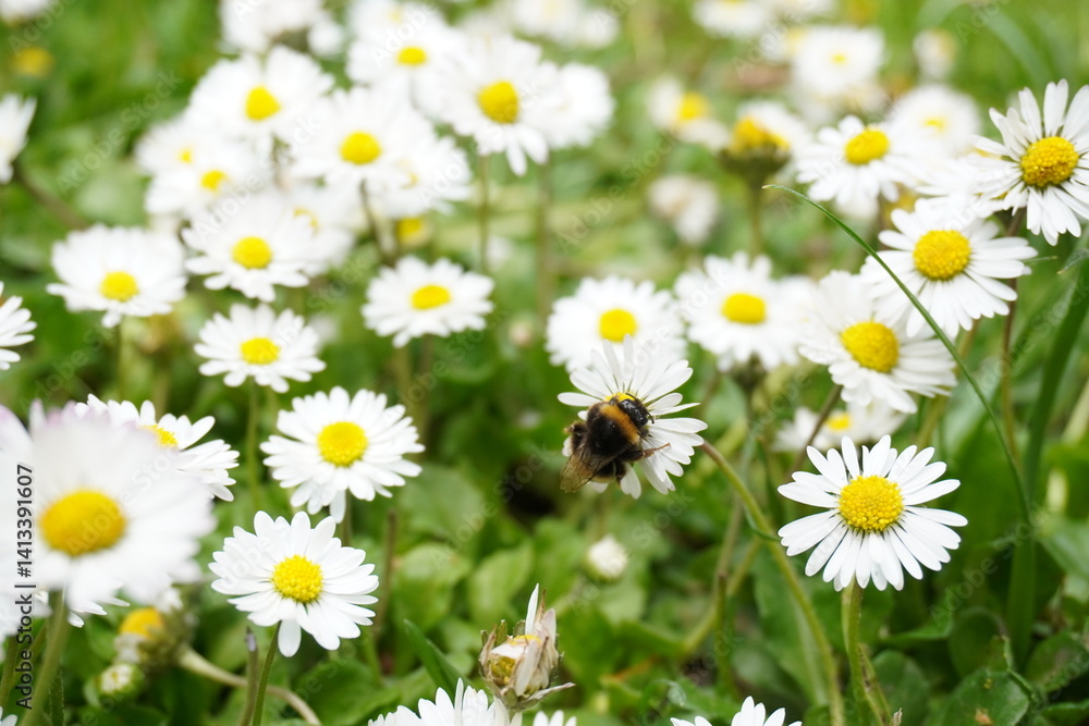 Fototapeta premium bee and daisies in the grass 2