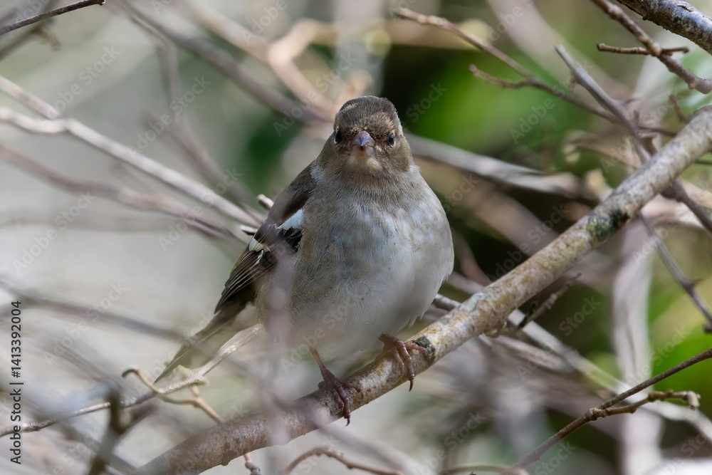Fototapeta premium Close up of a chaffinch (fringilla coelebs) perching on a branch