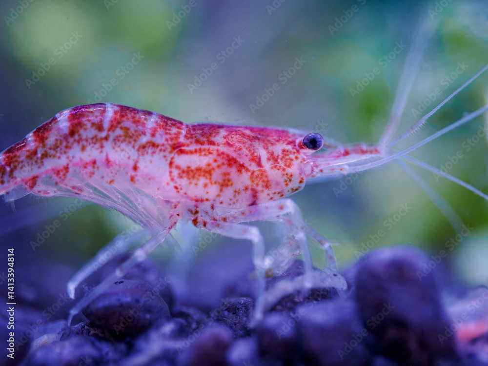 Red shrimp in close-up under the surface.