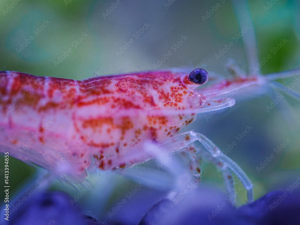 Red shrimp in close-up under the surface.