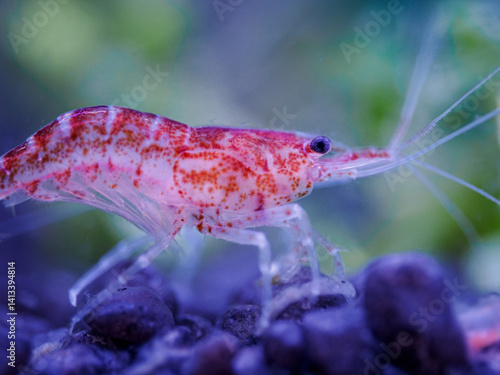 Obraz na płótnie Red shrimp in close-up under the surface.
w salonie
