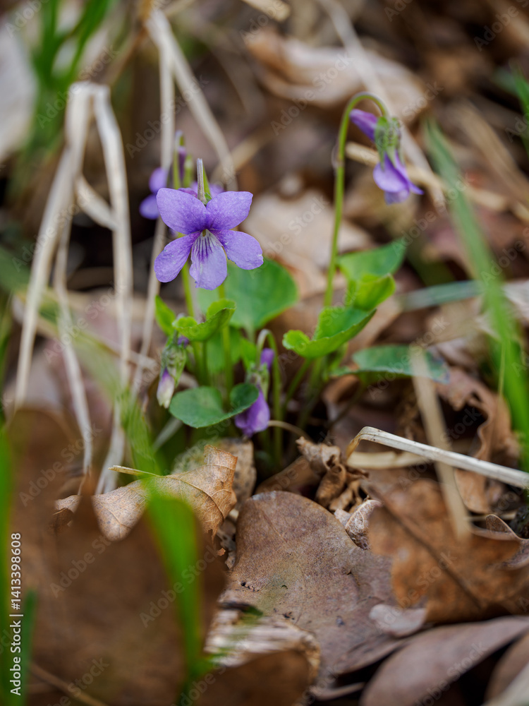 Purple flower violet flowers outdoors in nature.