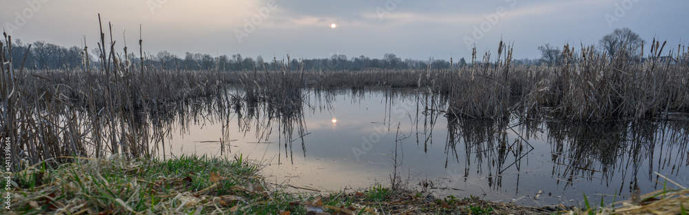 Dry reeds in a lake with the sun in the background when it is cloudy.