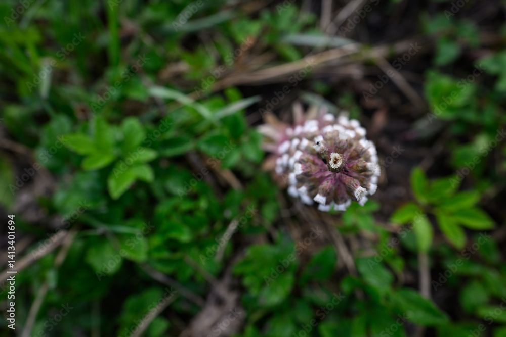 Common marigold growing in a meadow.