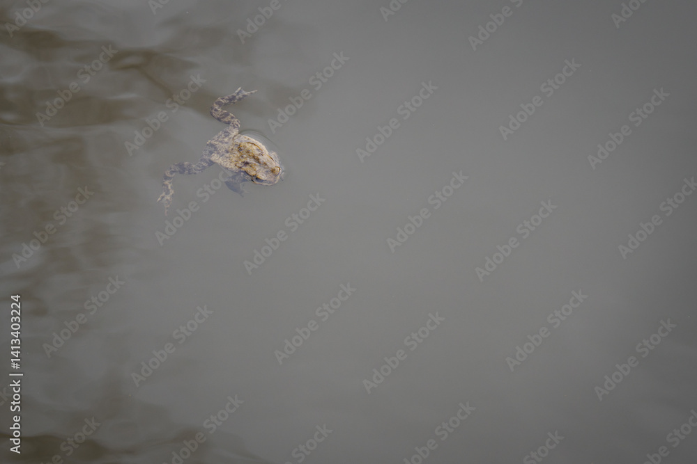 The toad is swimming in the water.