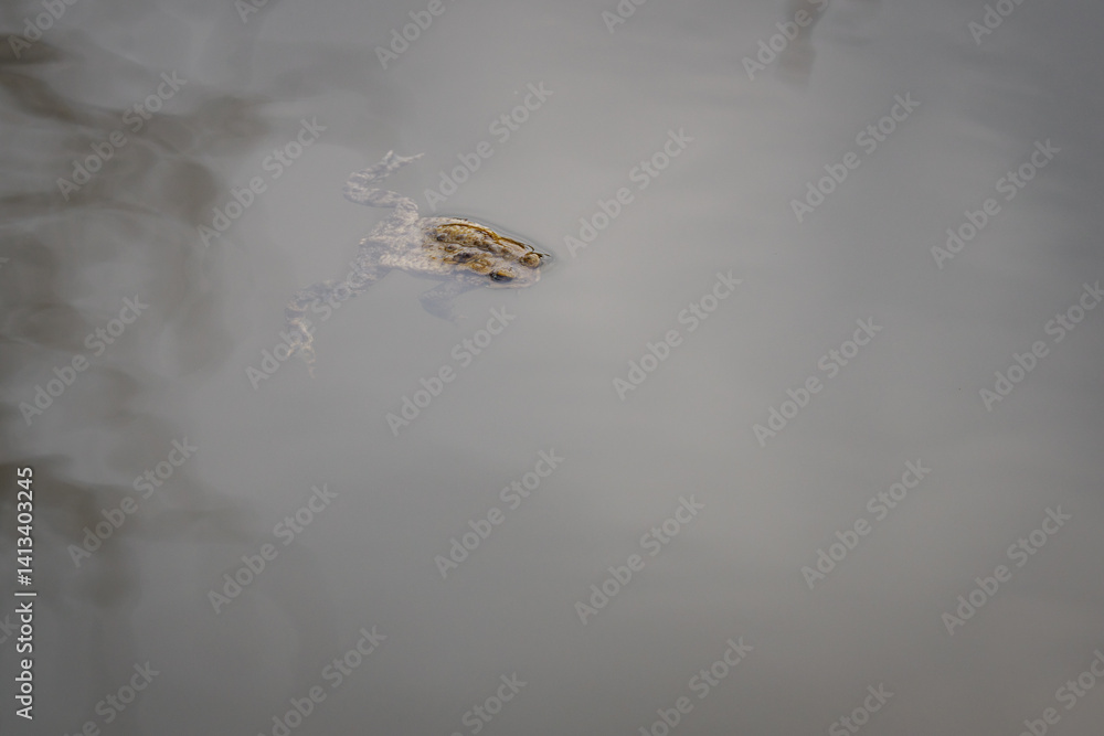 The toad is swimming in the water.
