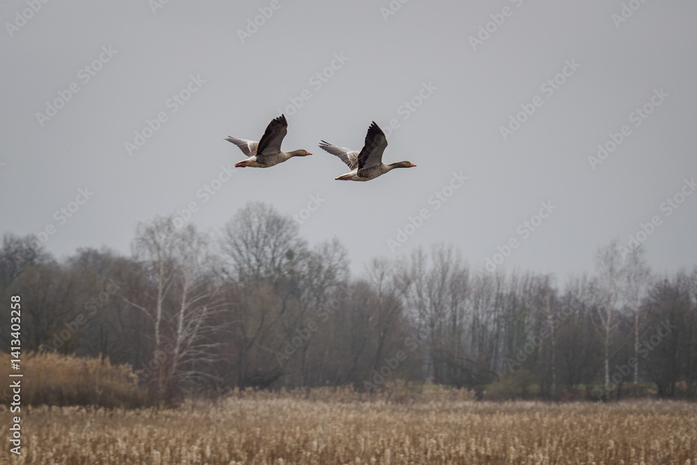 Two wild geese flying over the reeds.