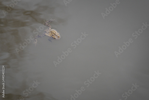 Obraz na płótnie The toad is swimming in the water.
w salonie