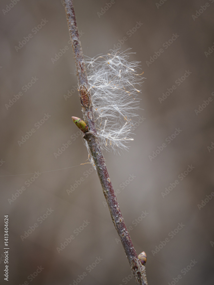 Clusters of reed seeds on a twig.