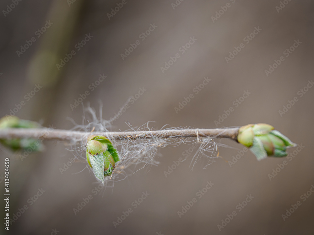 Clusters of reed seeds on a twig.