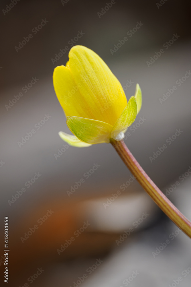 Yellow spring primrose flower in detail.
