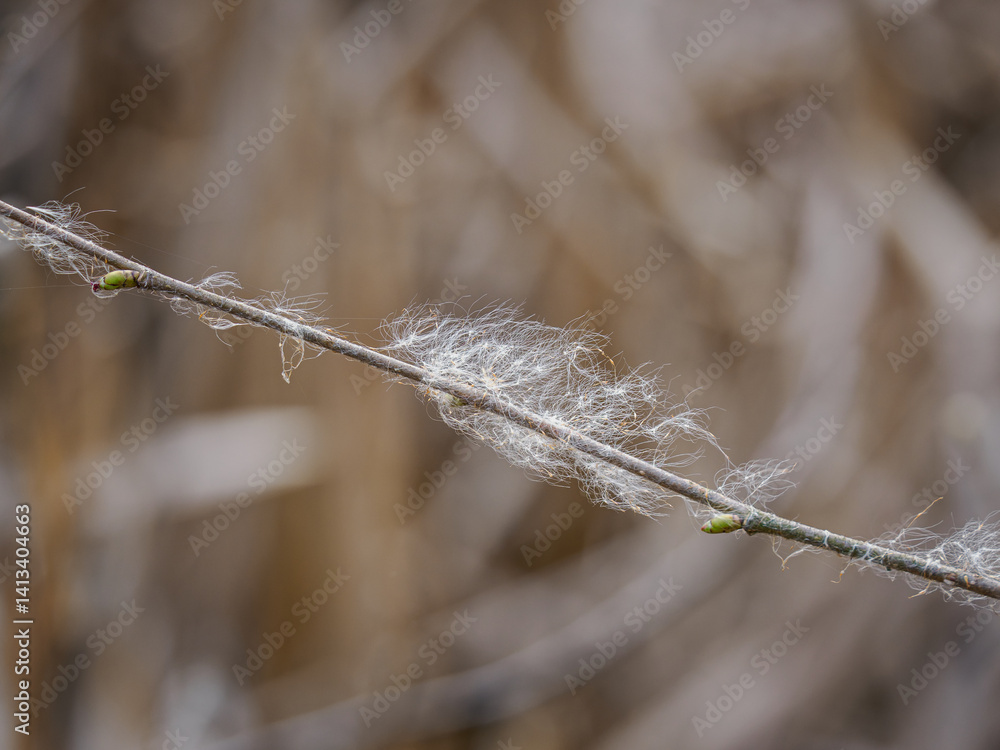 Clusters of reed seeds on a twig.