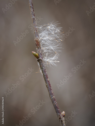 Obraz na płótnie Clusters of reed seeds on a twig.
w salonie