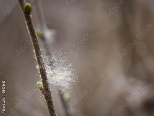 Obraz na płótnie Clusters of reed seeds on a twig.
w salonie
