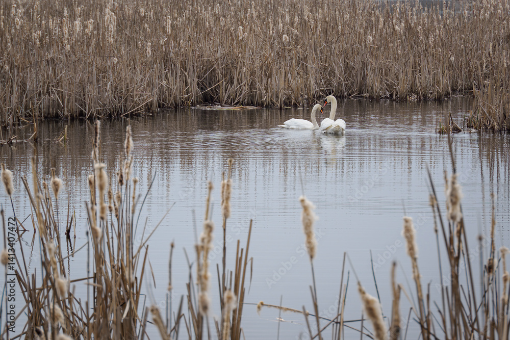 Two swans swim on a pond with reeds.