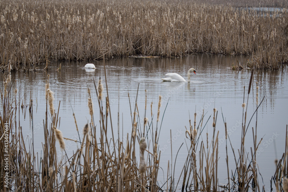 Two swans swim on a pond with reeds.