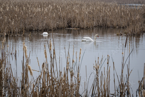 Obraz na płótnie Two swans swim on a pond with reeds.
w salonie