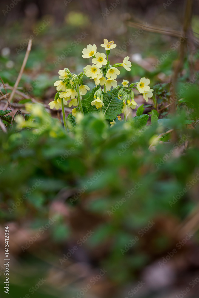 Beautifully fragrant yellow flowers of spring primrose.