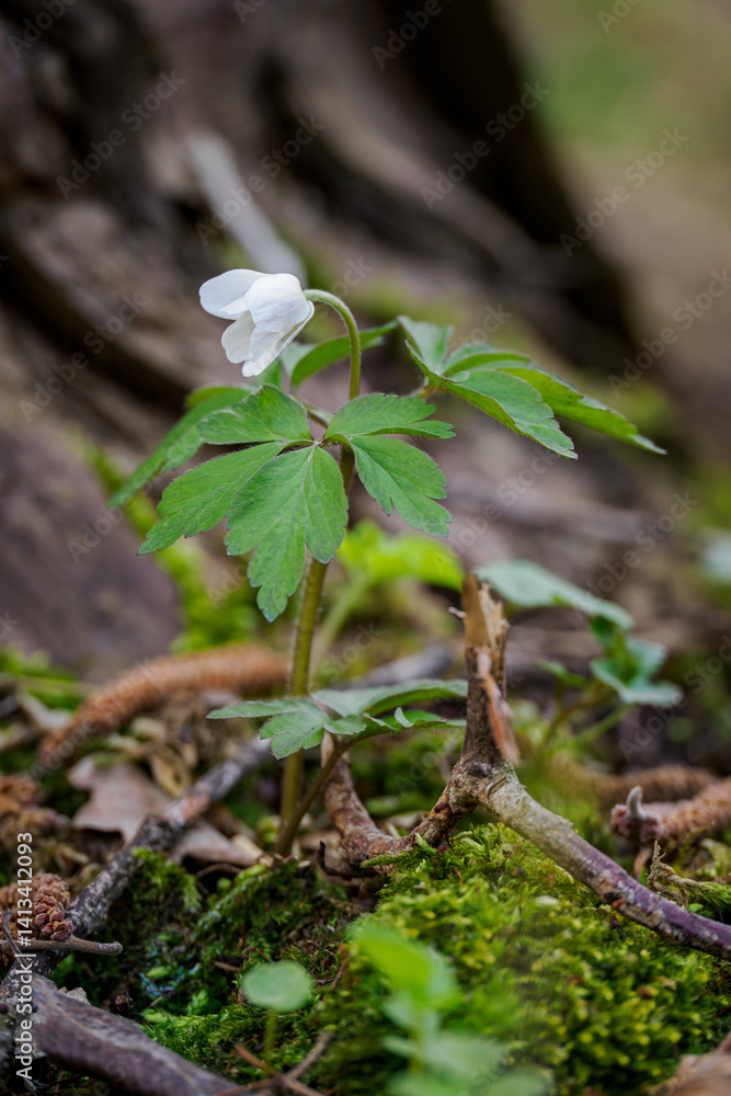 Anemone growing outdoors in the forest.
