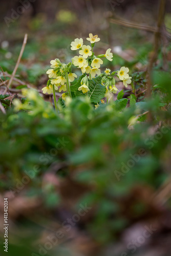 Obraz na płótnie Beautifully fragrant yellow flowers of spring primrose.
w salonie