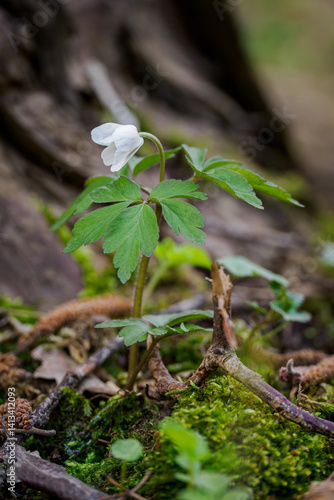 Obraz na płótnie Anemone growing outdoors in the forest.
w salonie