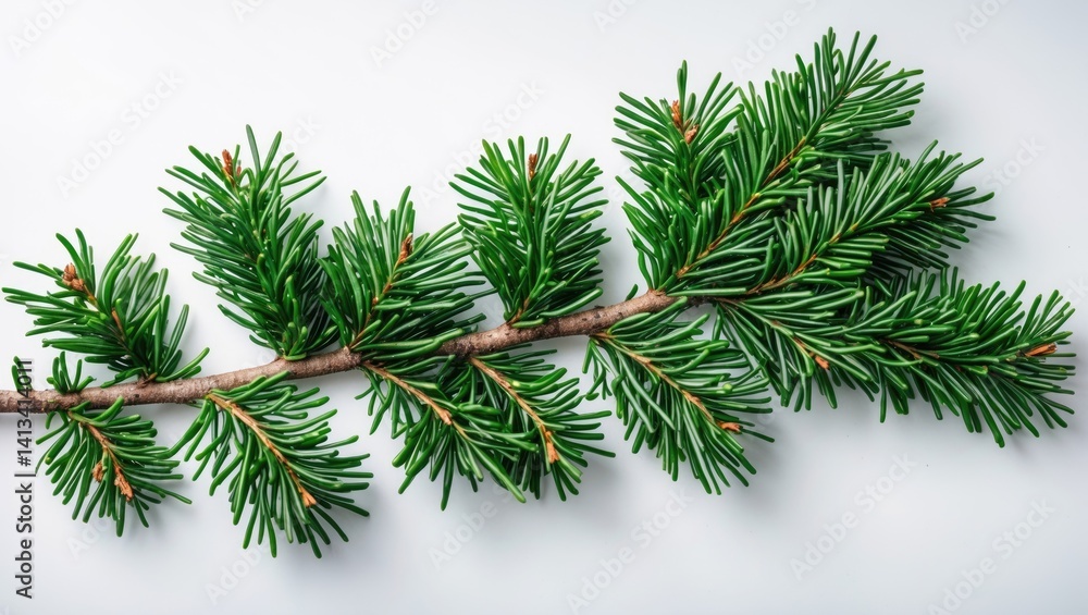 Branch from a Christmas Tree. Green needle branch. Set against a white background. Close-up aerial view. Branch from a Christmas Tree. Green needle branch. Set against a white background. Close-up aerial view.