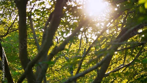 Slow-motion footage of sunlight filtering through tree branches, casting a shimmering effect on dew-covered leaves.