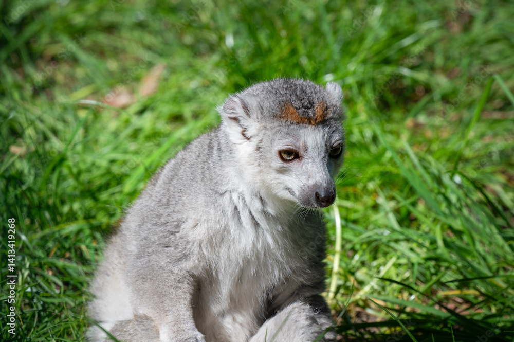 Obraz premium Female Crowned Lemur Sitting on Grass