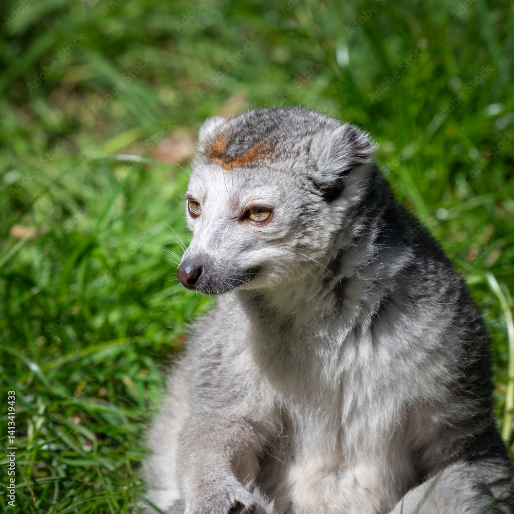 Naklejka premium Female Crowned Lemur Sitting on Grass